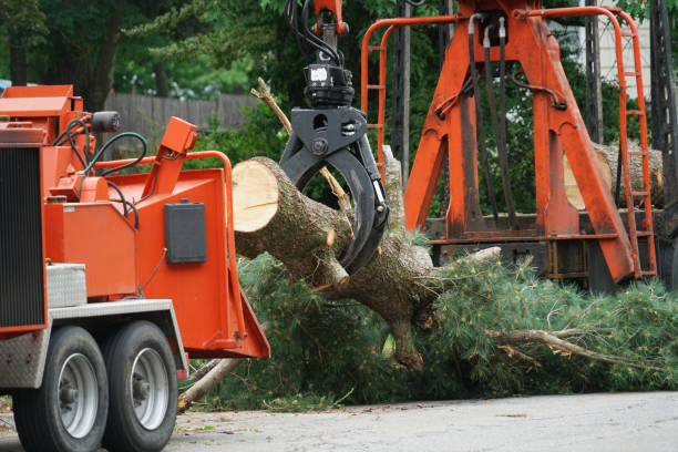 Lake Villa, IL  Tree Services Company